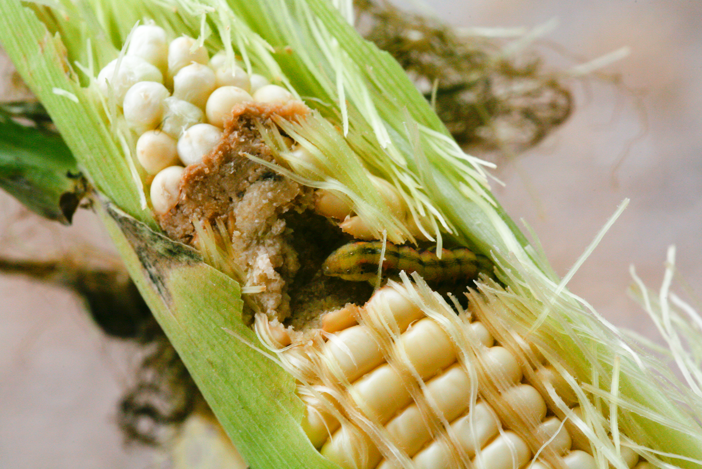 Agriculture Matters to the Future of Development